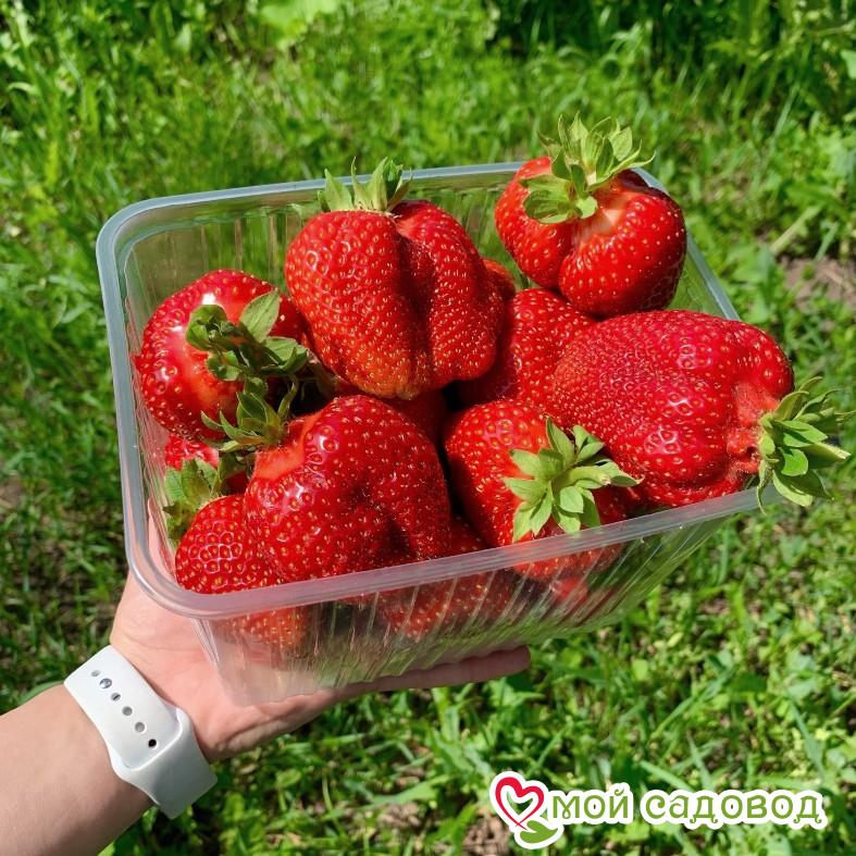 Клубника Чамора Туруси (крупноплодный сорт) ЗКС