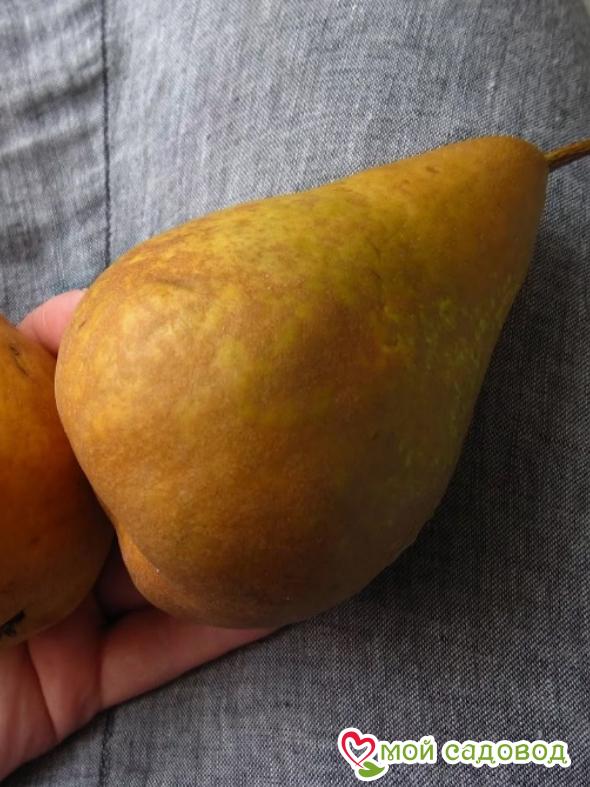 Груша Бере Боск