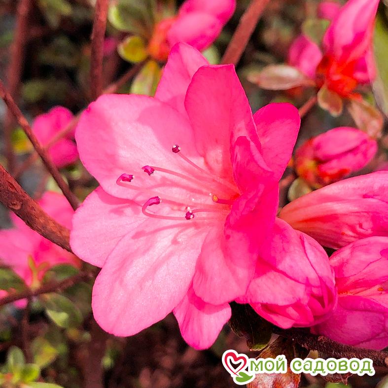 Азалия/Рододендрон Блаувс Пинк (Blaauw's Pink )