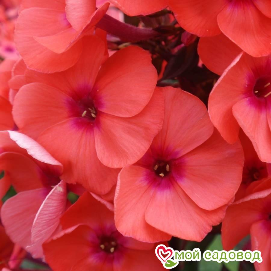 ФЛОКС МЕТЕЛЬЧАТЫЙ ТЕКИЛА САНРАЙЗ