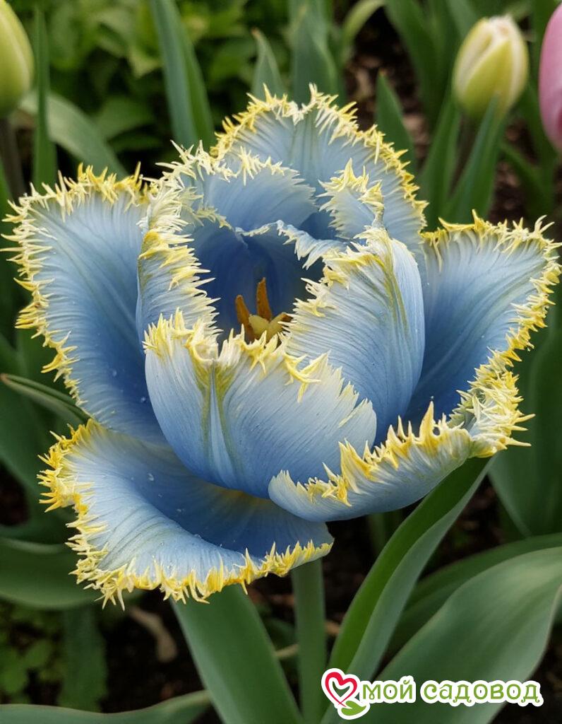 Тюльпан Махровый Амплуа